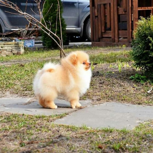 Photo №3. Pomeranian spitz-boy for sale. Russian Federation