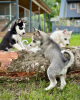 Photo №1. siberian husky - for sale in the city of Paris | negotiated | Announcement № 120023