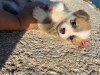 Additional photos: I sell Pembroke corgi puppies