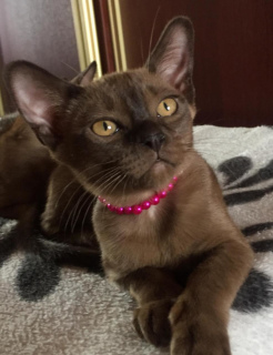 Photo №4. I will sell burmese cat in the city of Москва. breeder - price - 333$