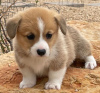 Photo №1. welsh corgi - for sale in the city of Helsinki | 475$ | Announcement № 123835