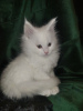 Photo №3. Maine Coon kittens. Belarus