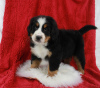 Photo №3. Top Quality Bernese Mountain Dog Puppies for Sale. Finland