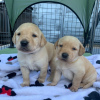 Photo №3. Labrador Retriever puppies for sale. Russian Federation
