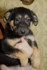 Photo №2 to announcement № 42083 for the sale of german shepherd - buy in Russian Federation private announcement