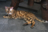 Photo №1. bengal cat - for sale in the city of Kobrin | 1000$ | Announcement № 50881