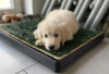 Photo №2 to announcement № 126893 for the sale of golden retriever - buy in Germany private announcement