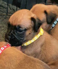 Photo №4. I will sell boxer in the city of Oakland. breeder - price - 1500$