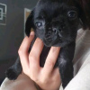 Photo №2 to announcement № 115035 for the sale of pug - buy in Russian Federation private announcement