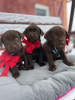 Photo №3. labrador puppies. Germany