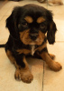 Photo №1. cavalier king charles spaniel - for sale in the city of Jerusalem | 1900$ | Announcement № 44402