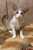 Photo №1. oriental shorthair - for sale in the city of Tyumen | negotiated | Announcement № 83135