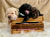 Photo №1. labrador retriever - for sale in the city of Vienna | 400$ | Announcement № 38284