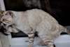 Additional photos: Snow bengal cat