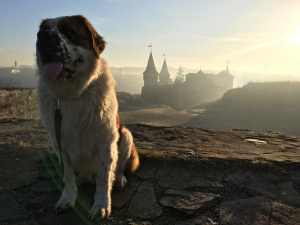 Photo №3. Garni male breed saint bernard (v'yazka, female) in Ukraine. Announcement № 6020