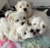 Photo №2 to announcement № 56103 for the sale of maltese dog - buy in United States breeder