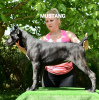 Photo №1. cane corso - for sale in the city of Prilep | 1040$ | Announcement № 3973