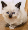 Photo №1. siamese cat - for sale in the city of Berlin | Is free | Announcement № 125399