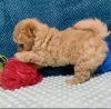Photo №1. poodle (toy) - for sale in the city of Riyadh | 247$ | Announcement № 43187
