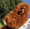 Photo №2 to announcement № 121587 for the sale of poodle (toy) - buy in Serbia 