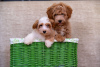 Additional photos: Bichon Havanese puppies