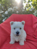 Additional photos: Model Westy Westie West highland white terrier