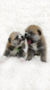 Photo №2 to announcement № 8786 for the sale of akita - buy in Russian Federation breeder