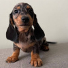 Photo №2 to announcement № 104204 for the sale of dachshund - buy in Australia private announcement