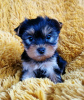 Photo №1. yorkshire terrier - for sale in the city of Дублин | 300$ | Announcement № 125314