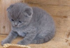 Photo №3. Registered male and female Scottish fold kittens for re homing. Finland