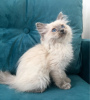 Photo №1. ragdoll - for sale in the city of Vienna | 317$ | Announcement № 88468