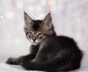 Photo №2 to announcement № 99690 for the sale of savannah cat - buy in Canada breeder