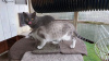 Photo №2 to announcement № 123147 for the sale of chartreux - buy in France breeder