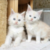 Photo №1. maine coon - for sale in the city of Гамбург | 528$ | Announcement № 120786