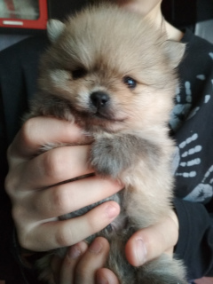 Photo №2 to announcement № 1910 for the sale of pomeranian - buy in Belarus breeder
