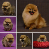 Photo №2 to announcement № 20445 for the sale of pomeranian - buy in Belarus from nursery