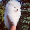 Additional photos: Pomeranian puppies