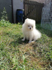 Photo №1. pomeranian - for sale in the city of Minsk | 151$ | Announcement № 57884