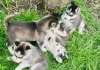 Photo №2 to announcement № 62743 for the sale of siberian husky - buy in Netherlands private announcement