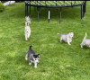 Photo №2 to announcement № 63488 for the sale of siberian husky - buy in United States breeder