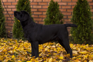 Photo №4. I will sell labrador retriever in the city of Vinnitsa. from nursery, breeder - price - negotiated