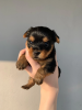 Photo №2 to announcement № 52777 for the sale of yorkshire terrier - buy in Russian Federation private announcement