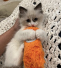 Photo №3. Platfull and Active Ragdoll Kitten For Sale. United States