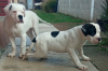 Additional photos: American bulldog