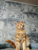 Photo №2 to announcement № 20355 for the sale of maine coon - buy in Russian Federation from nursery