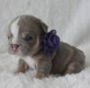 Photo №2 to announcement № 105237 for the sale of  - buy in United States private announcement, breeder