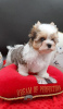 Photo №2 to announcement № 64319 for the sale of yorkshire terrier - buy in United States private announcement, breeder