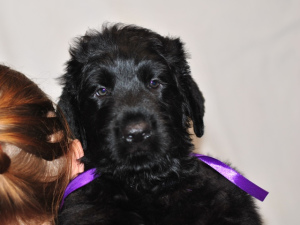 Photo №2 to announcement № 2017 for the sale of black russian terrier - buy in Russian Federation from nursery, breeder