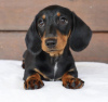 Photo №3. dachshund puppy. United States