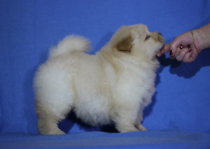 Additional photos: Chow chow puppies